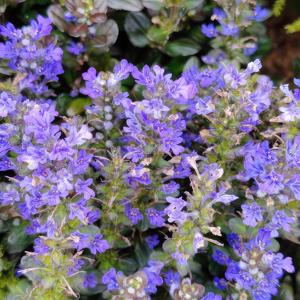 Chocolate Chip ‘Ajuga’