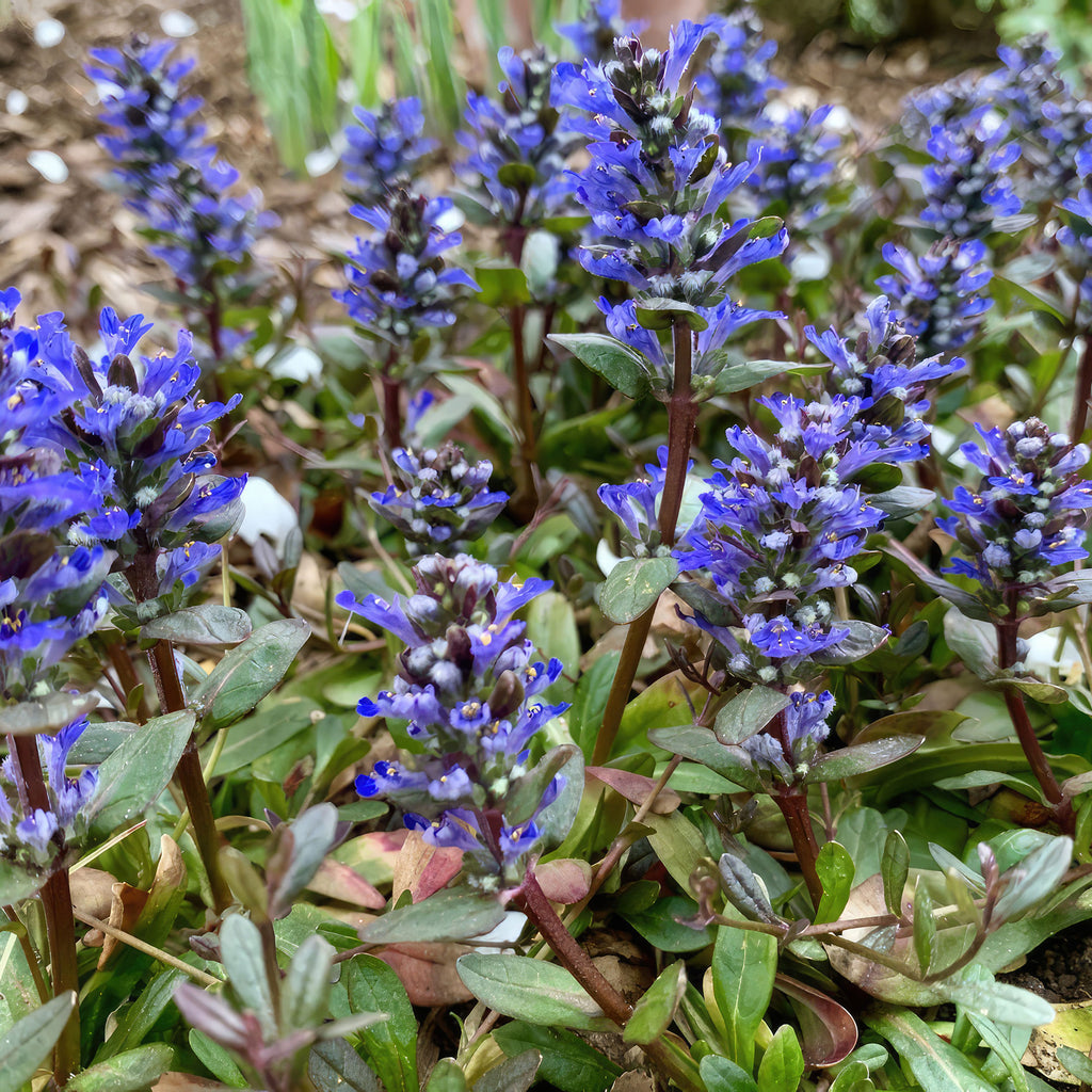 Chocolate Chip ‘Ajuga’