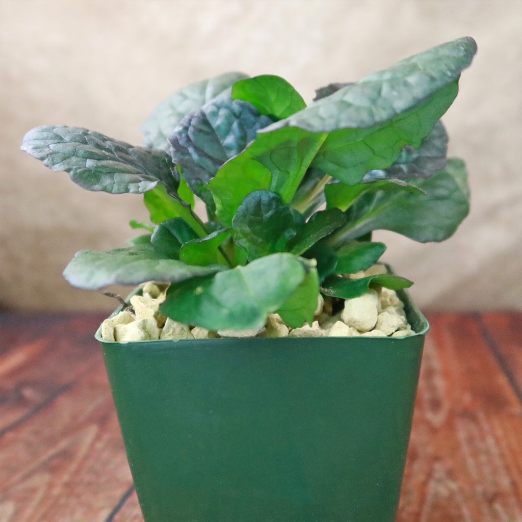 Ajuga ‘Catlins Giant’