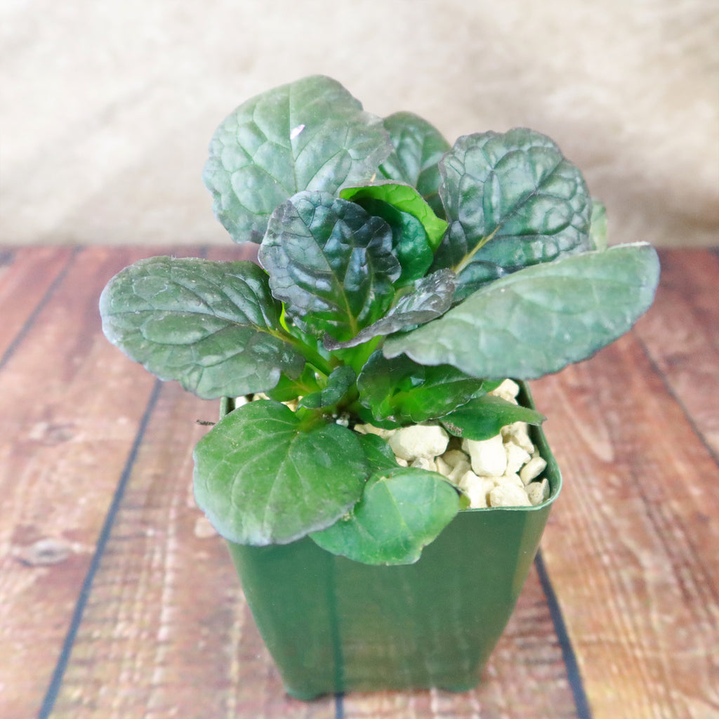 Ajuga ‘Catlins Giant’