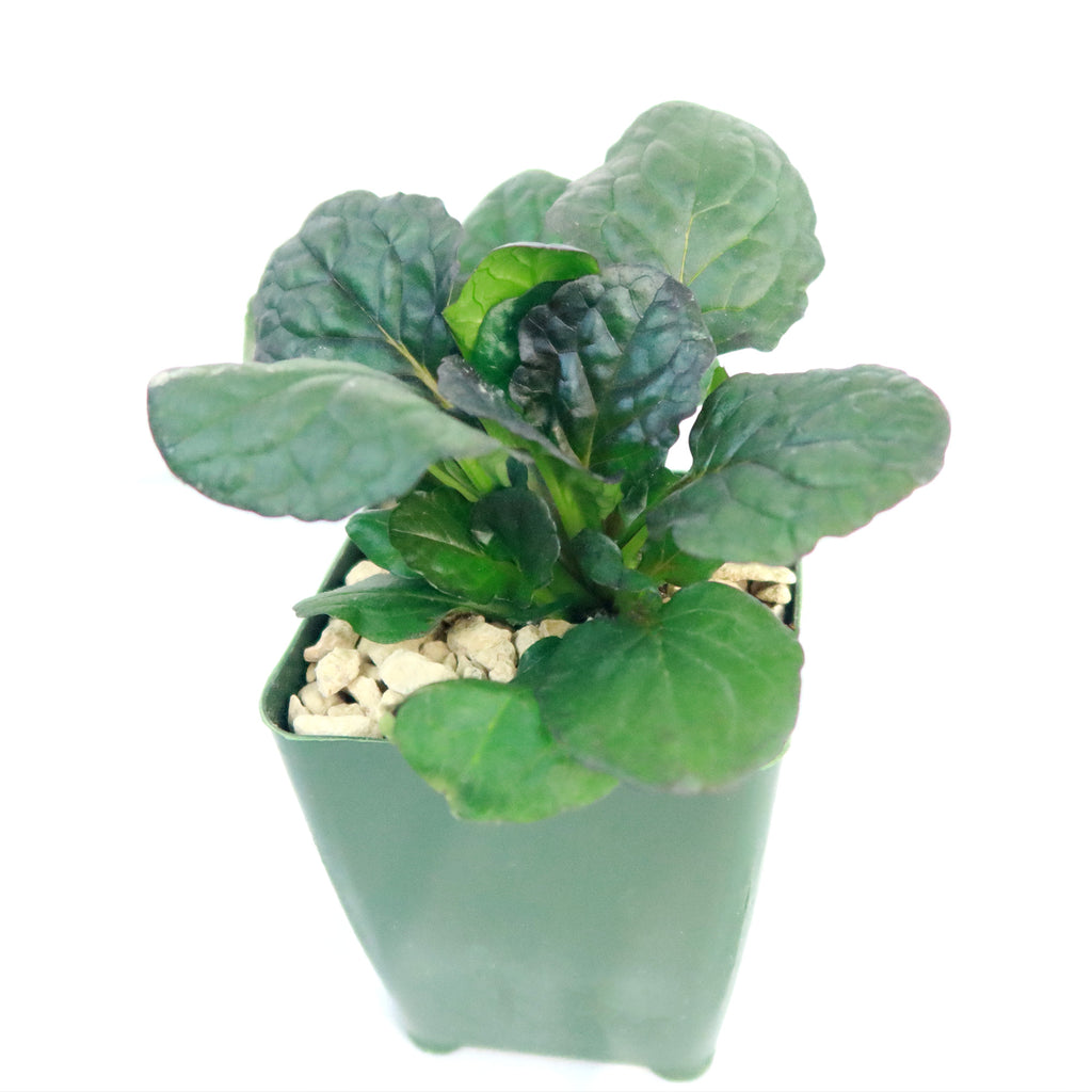 Ajuga ‘Catlins Giant’