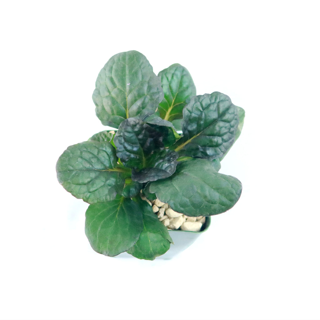 Ajuga ‘Catlins Giant’