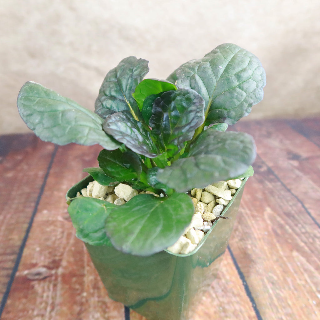 Ajuga ‘Catlins Giant’