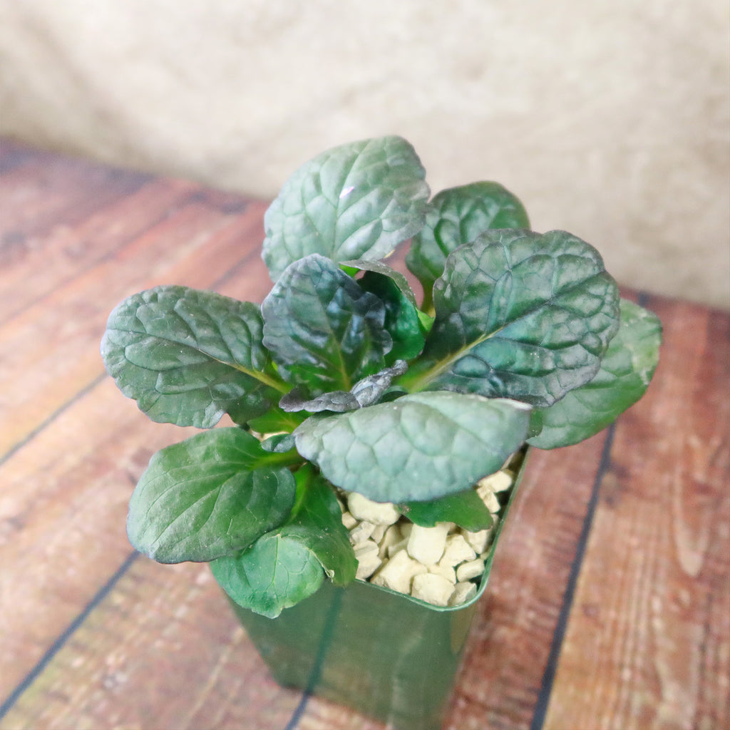 Ajuga ‘Catlins Giant’