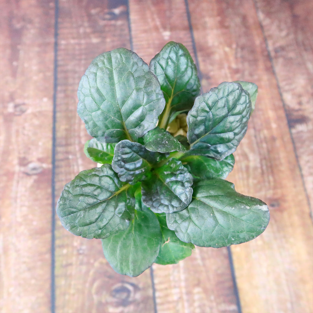 Ajuga ‘Catlins Giant’