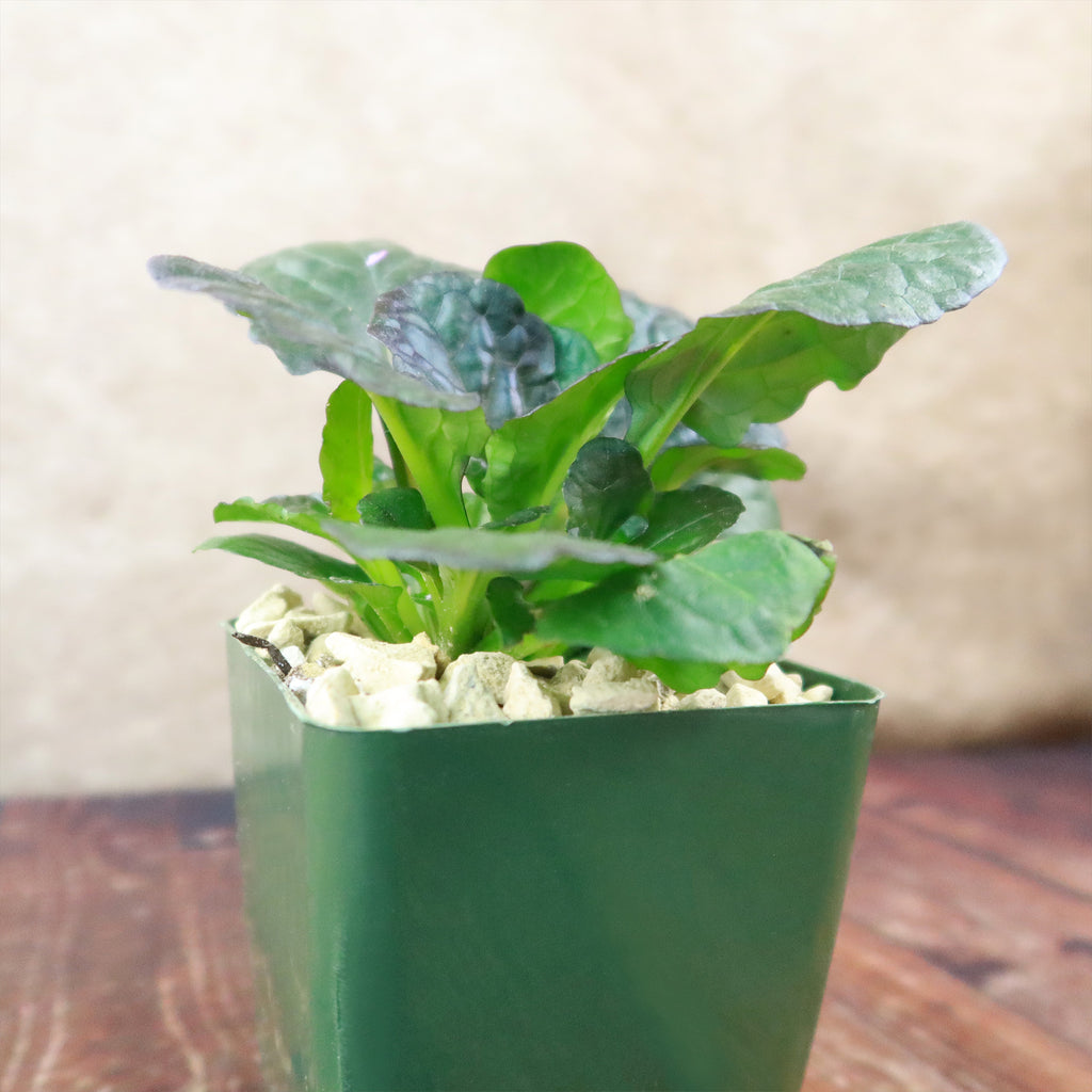 Ajuga ‘Catlins Giant’