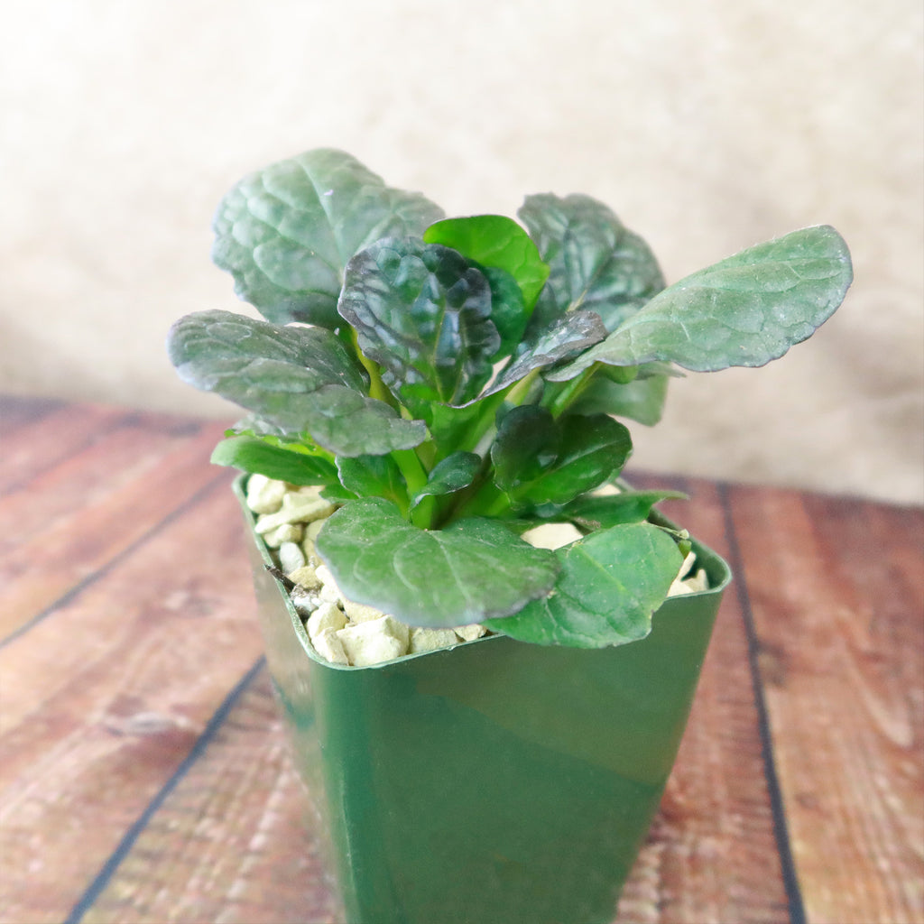 Ajuga ‘Catlins Giant’