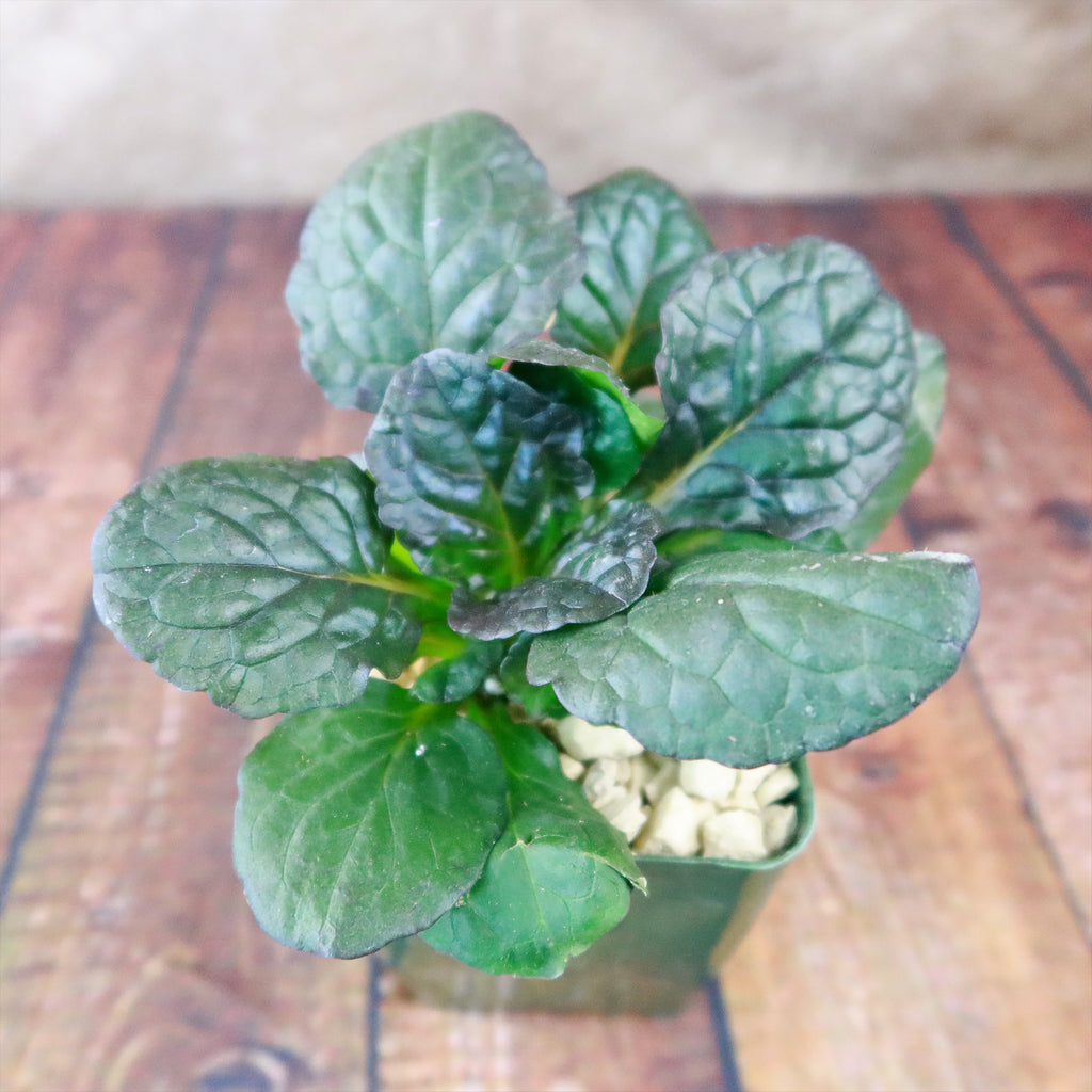 Ajuga ‘Catlins Giant’