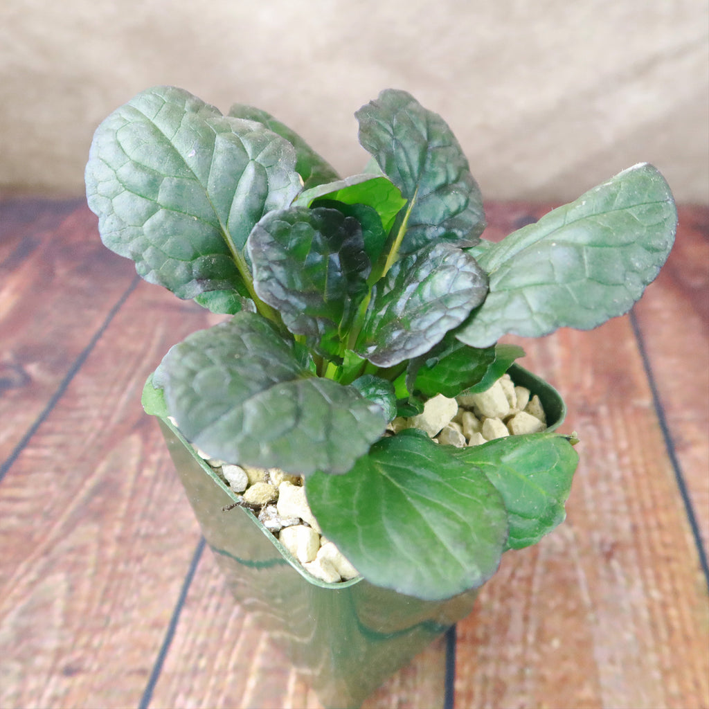 Ajuga ‘Catlins Giant’