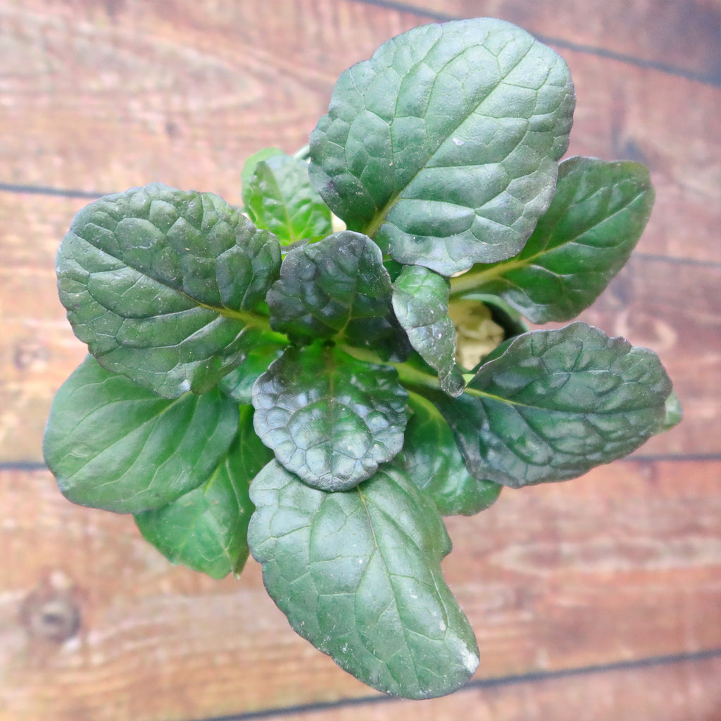 Ajuga ‘Catlins Giant’