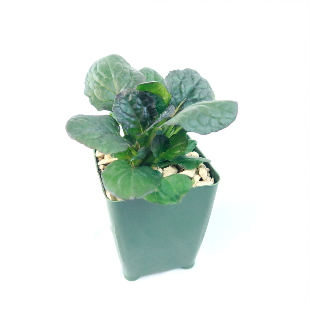 Ajuga ‘Catlins Giant’