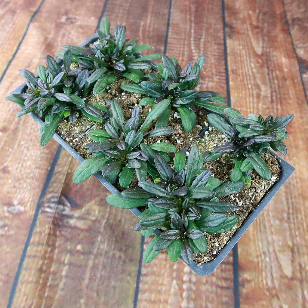 Chocolate Chip ‘Ajuga’