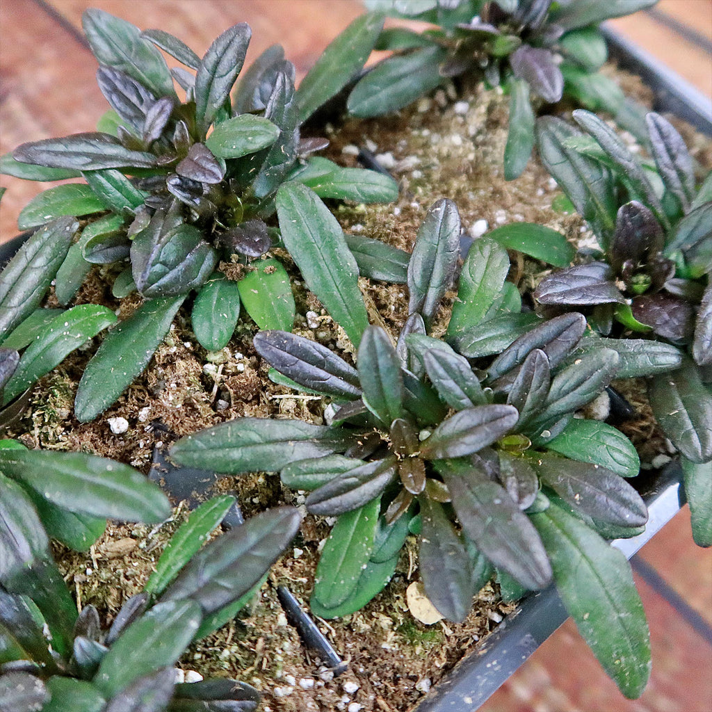 Chocolate Chip ‘Ajuga’