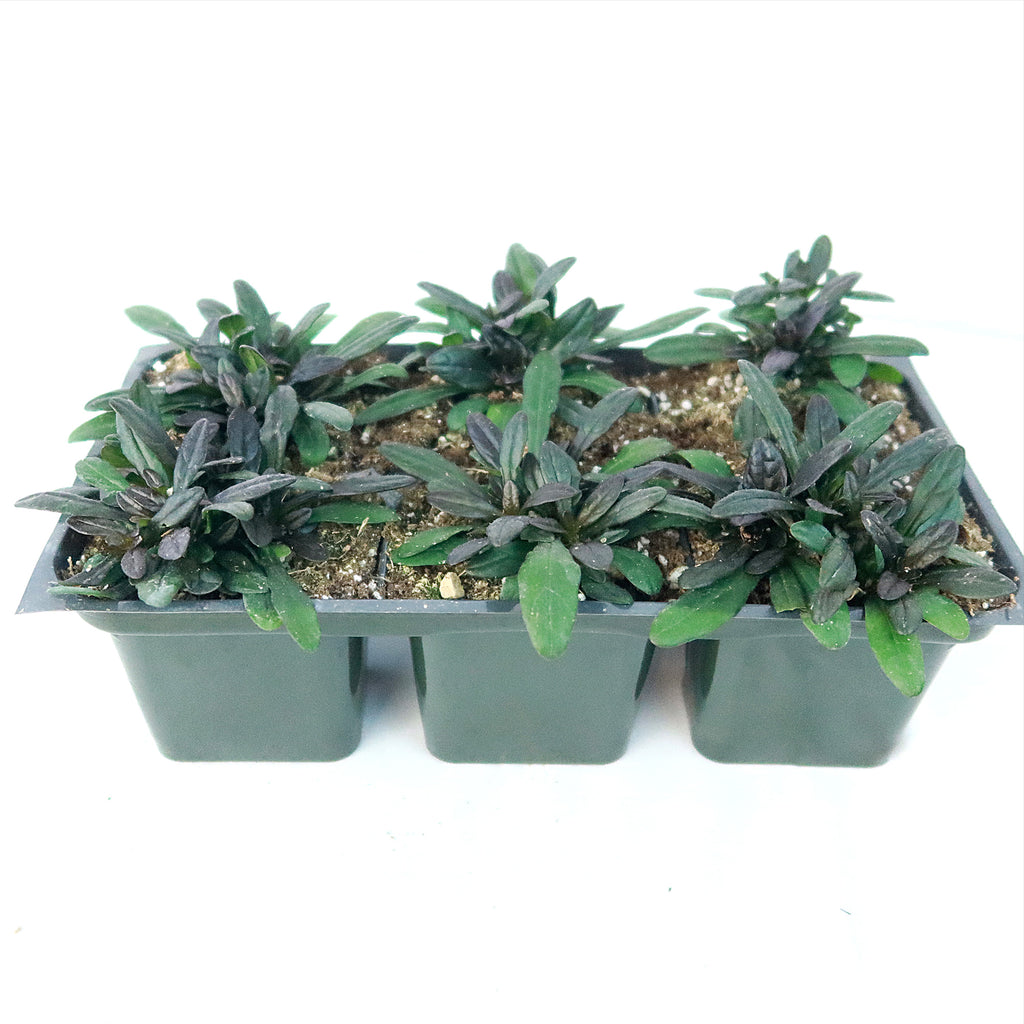 Chocolate Chip ‘Ajuga’