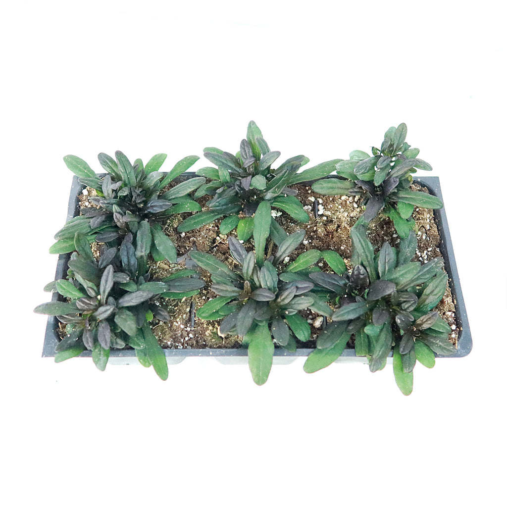 Chocolate Chip ‘Ajuga’