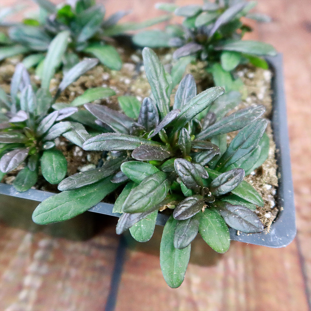 Chocolate Chip ‘Ajuga’