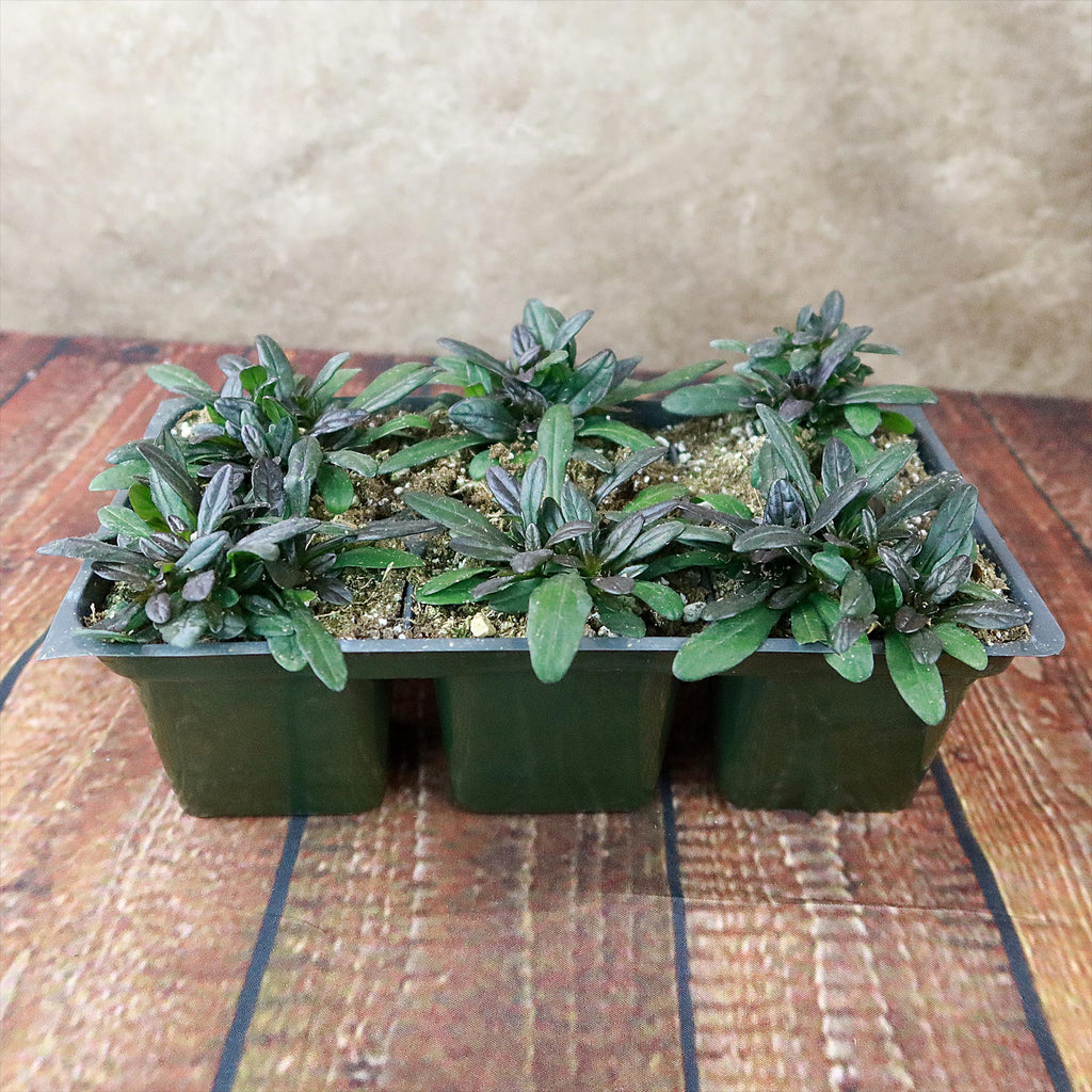 Chocolate Chip ‘Ajuga’