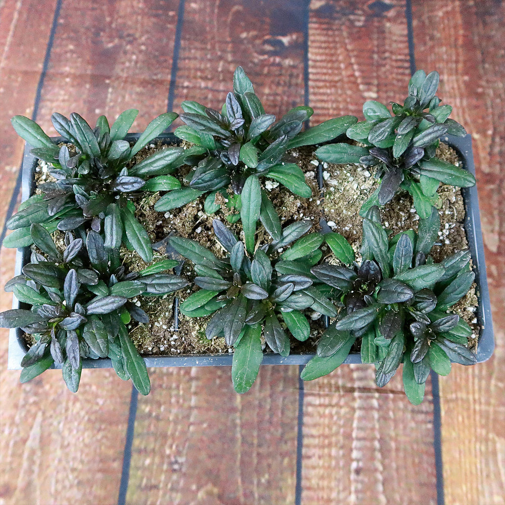 Chocolate Chip ‘Ajuga’