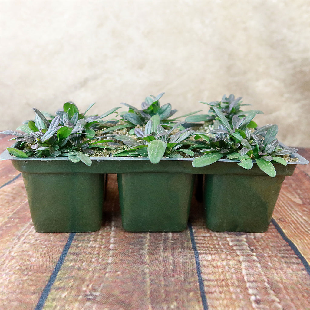 Chocolate Chip ‘Ajuga’