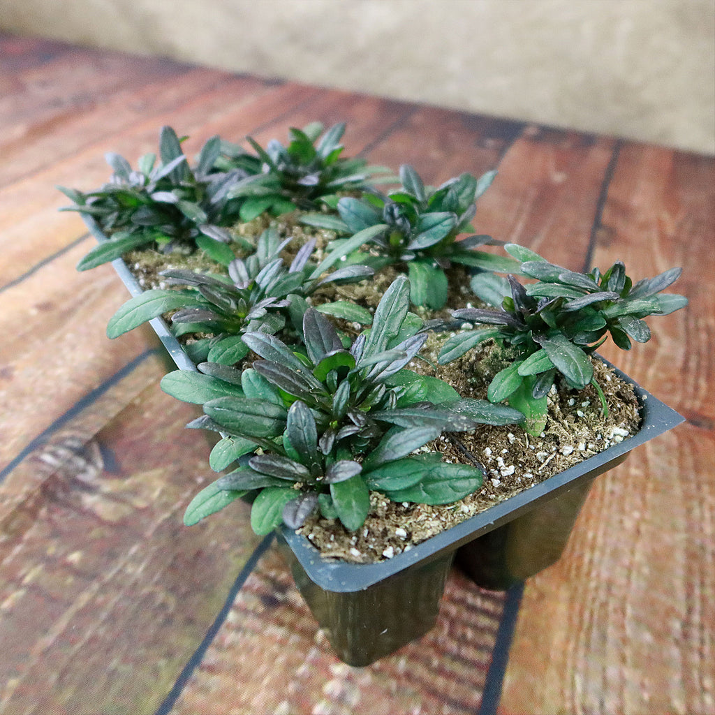 Chocolate Chip ‘Ajuga’