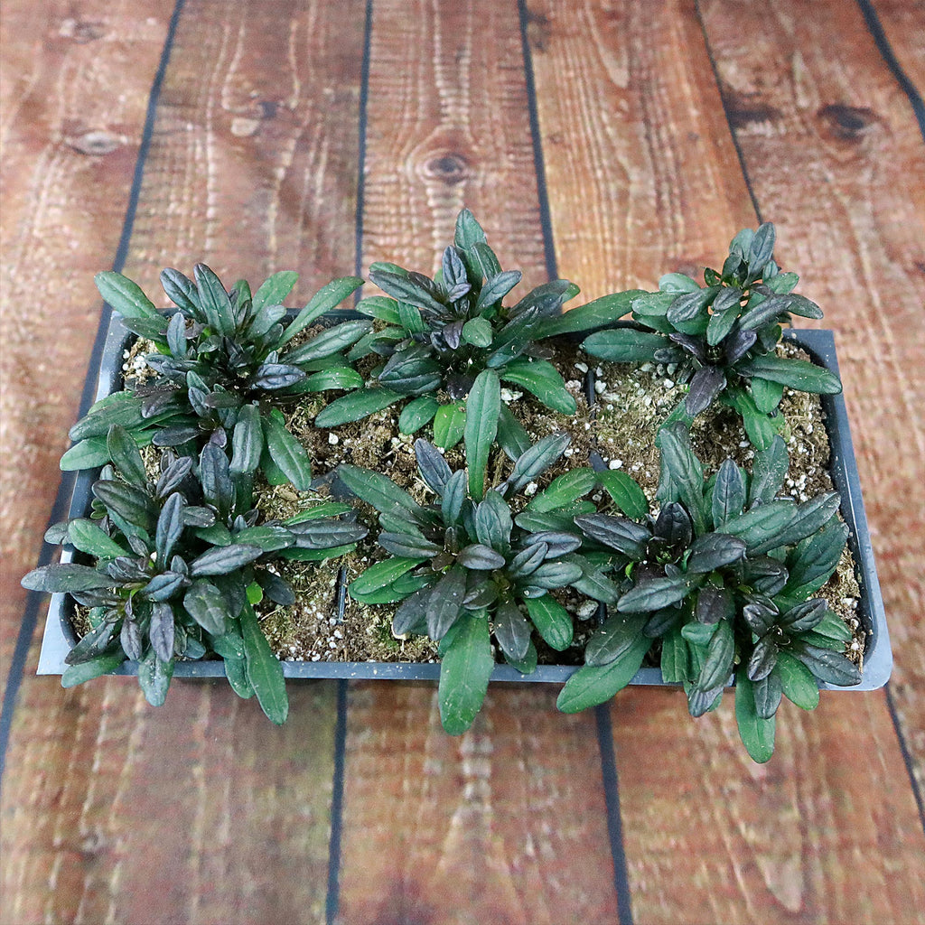 Chocolate Chip ‘Ajuga’