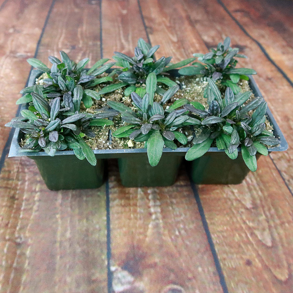 Chocolate Chip ‘Ajuga’