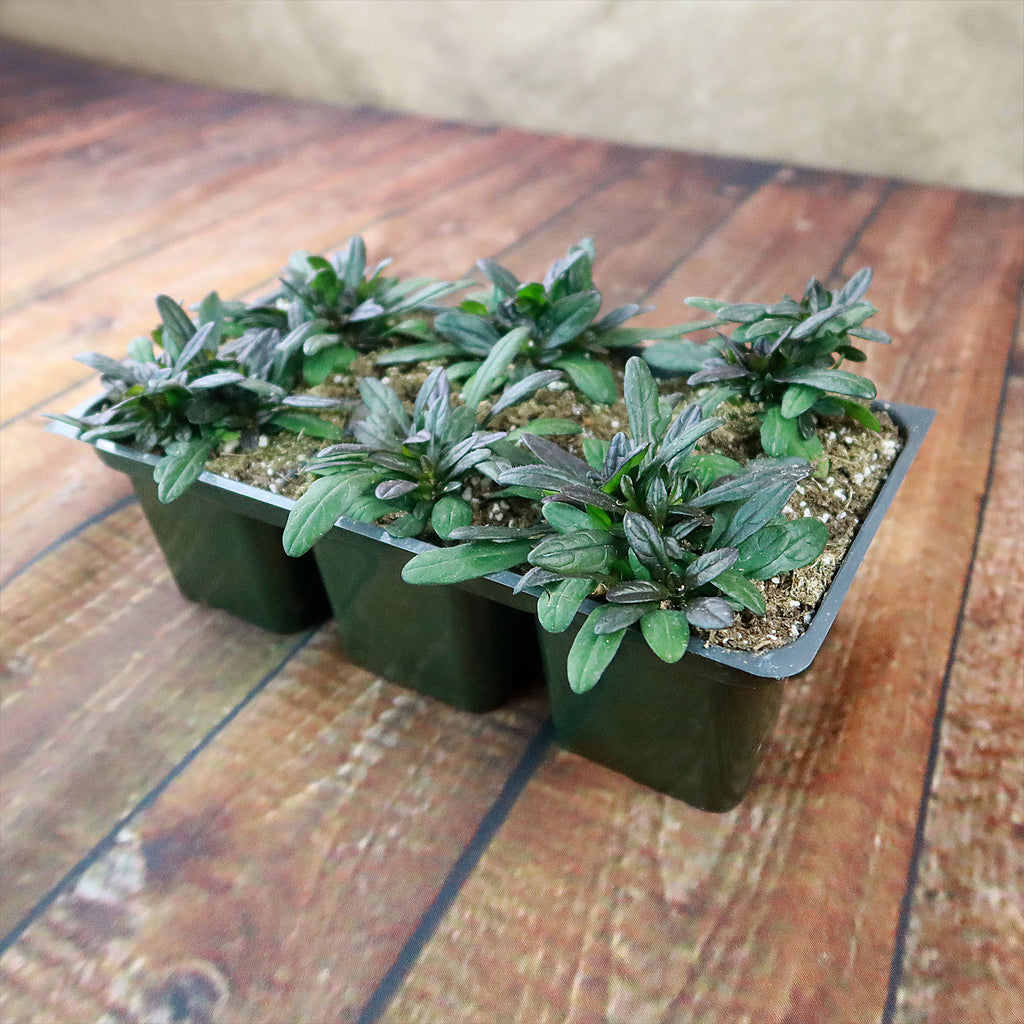 Chocolate Chip ‘Ajuga’