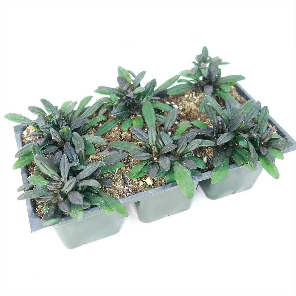 Chocolate Chip ‘Ajuga’