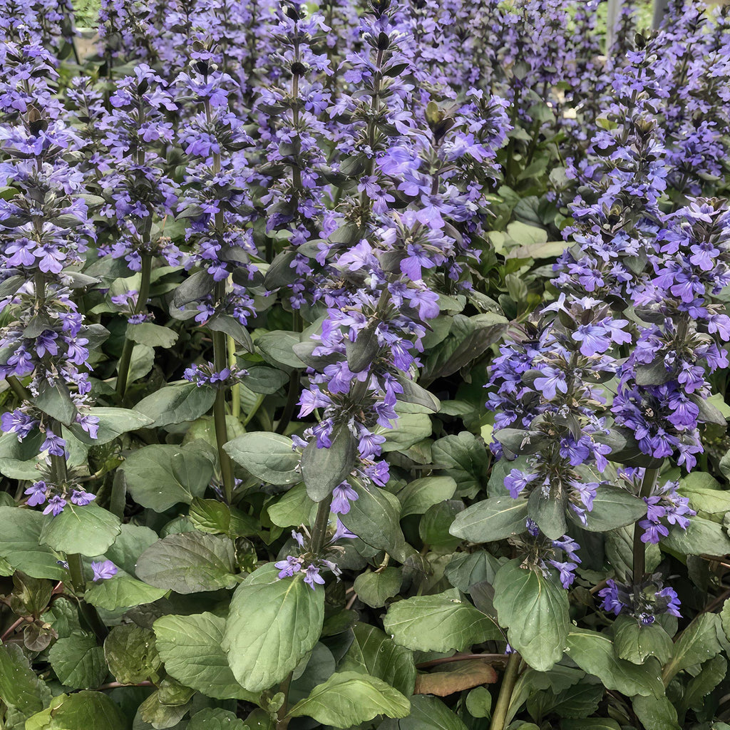 Ajuga ‘Catlins Giant’