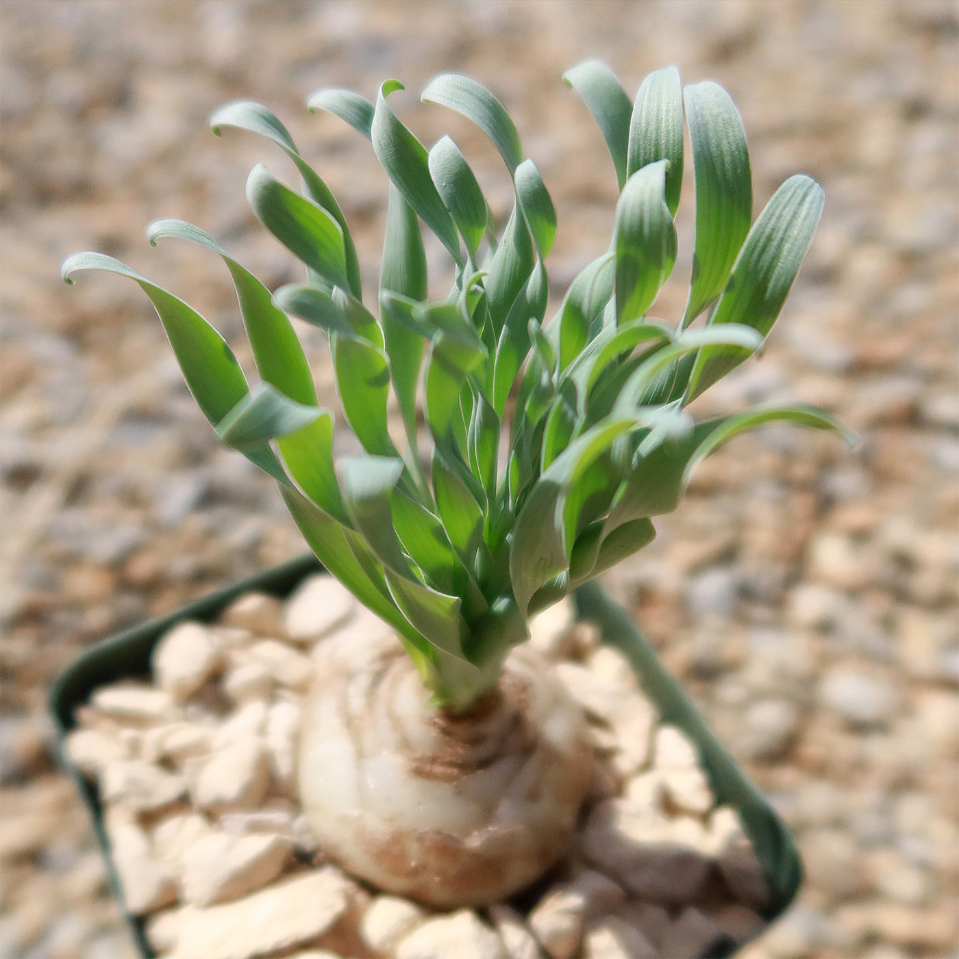 succulent with bulb base Albuca concordiana