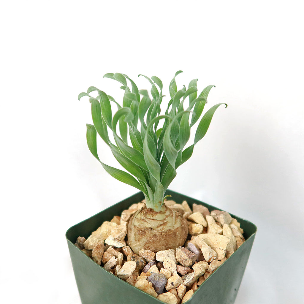Albuca concordiana