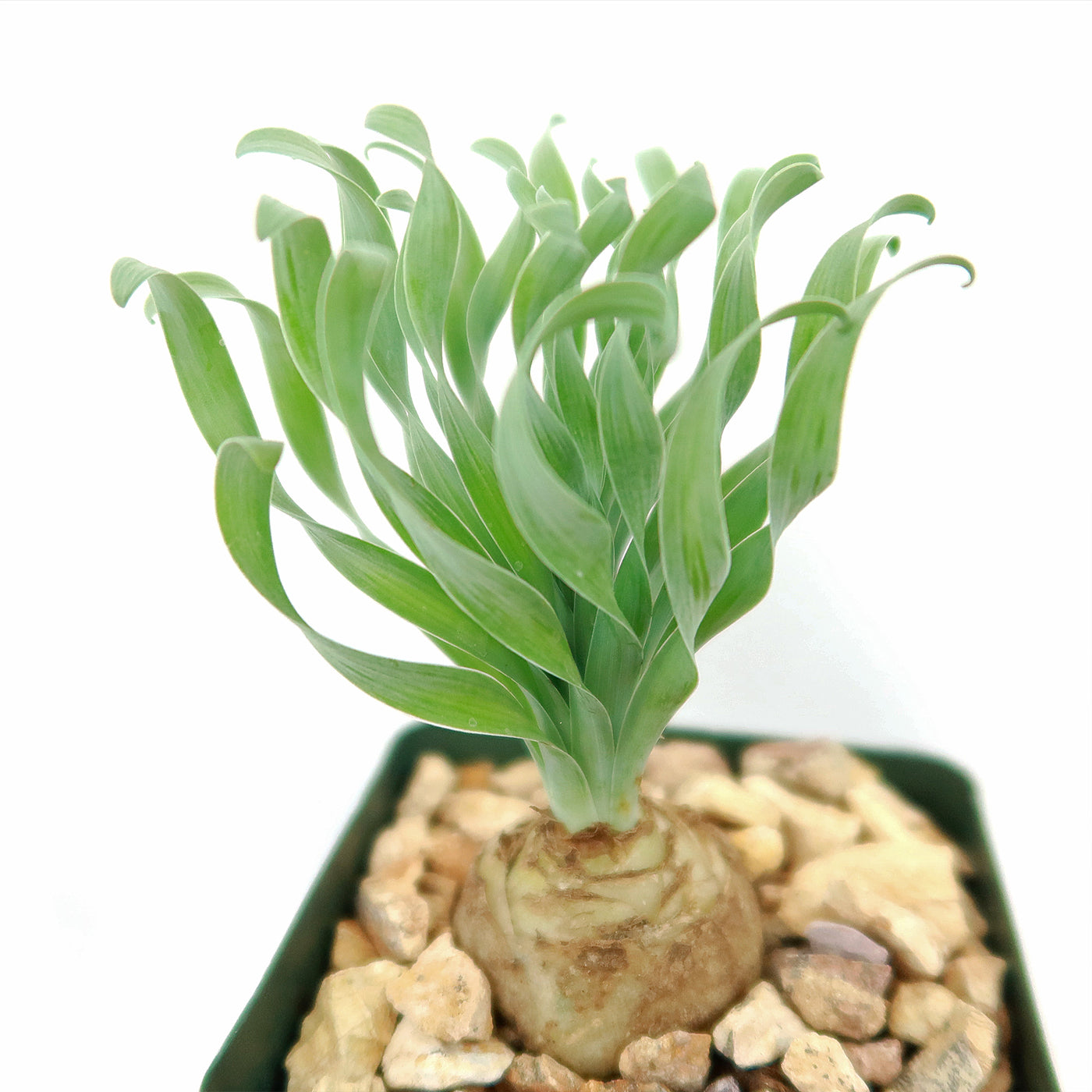 Albuca Concordiana Albuca Spiralis (Precio Según Tamaño) | Plantas Cukaramakara