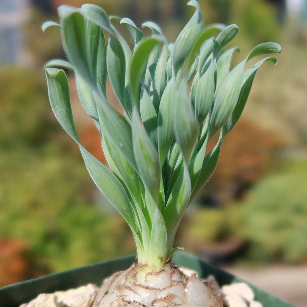 Albuca concordiana