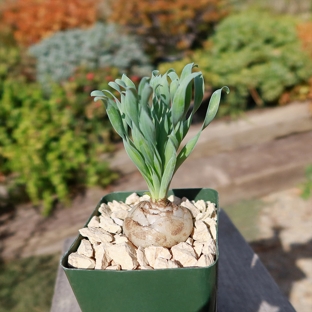 Albuca concordiana