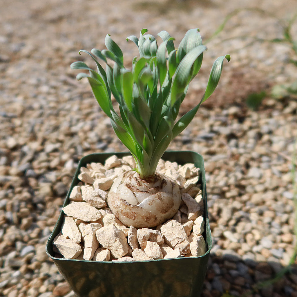 Albuca concordiana