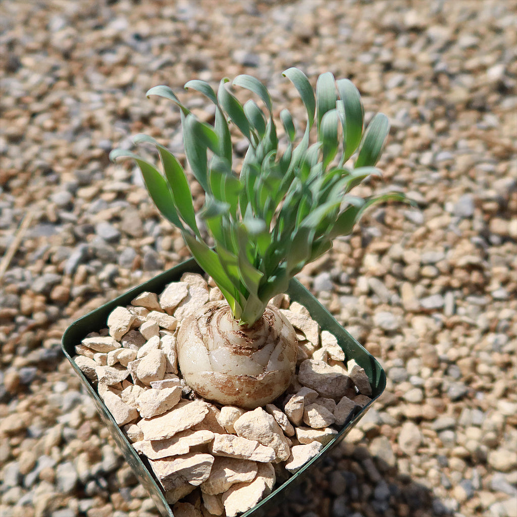 Albuca concordiana
