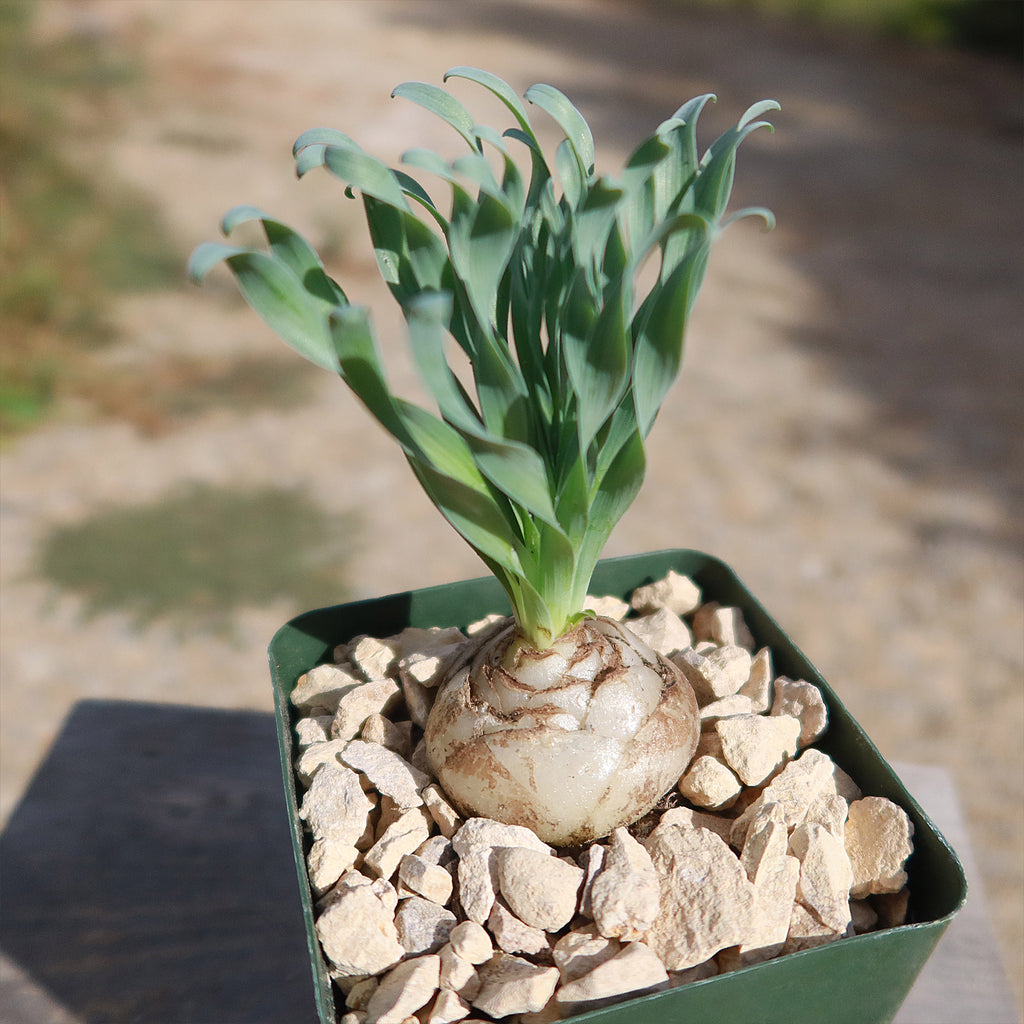 Albuca concordiana