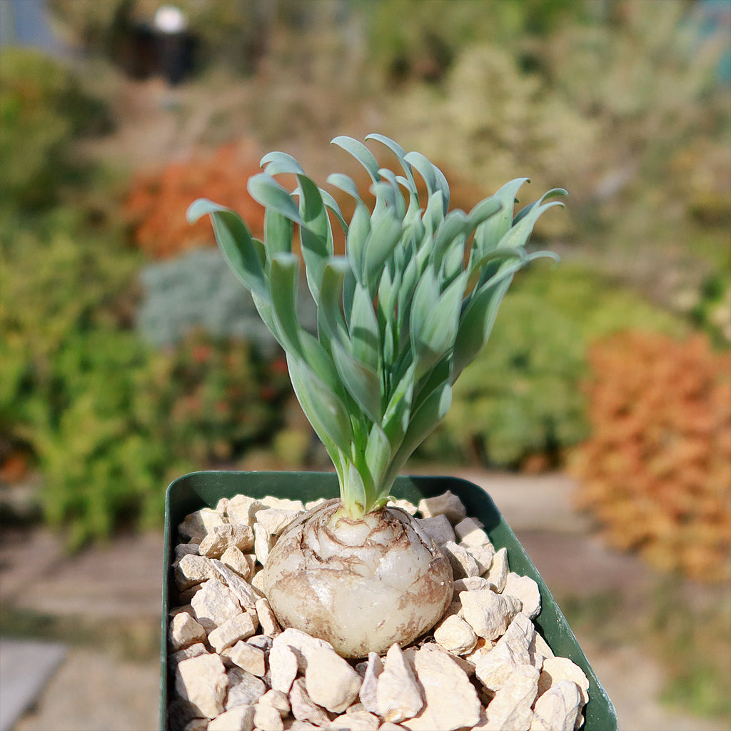 Albuca concordiana