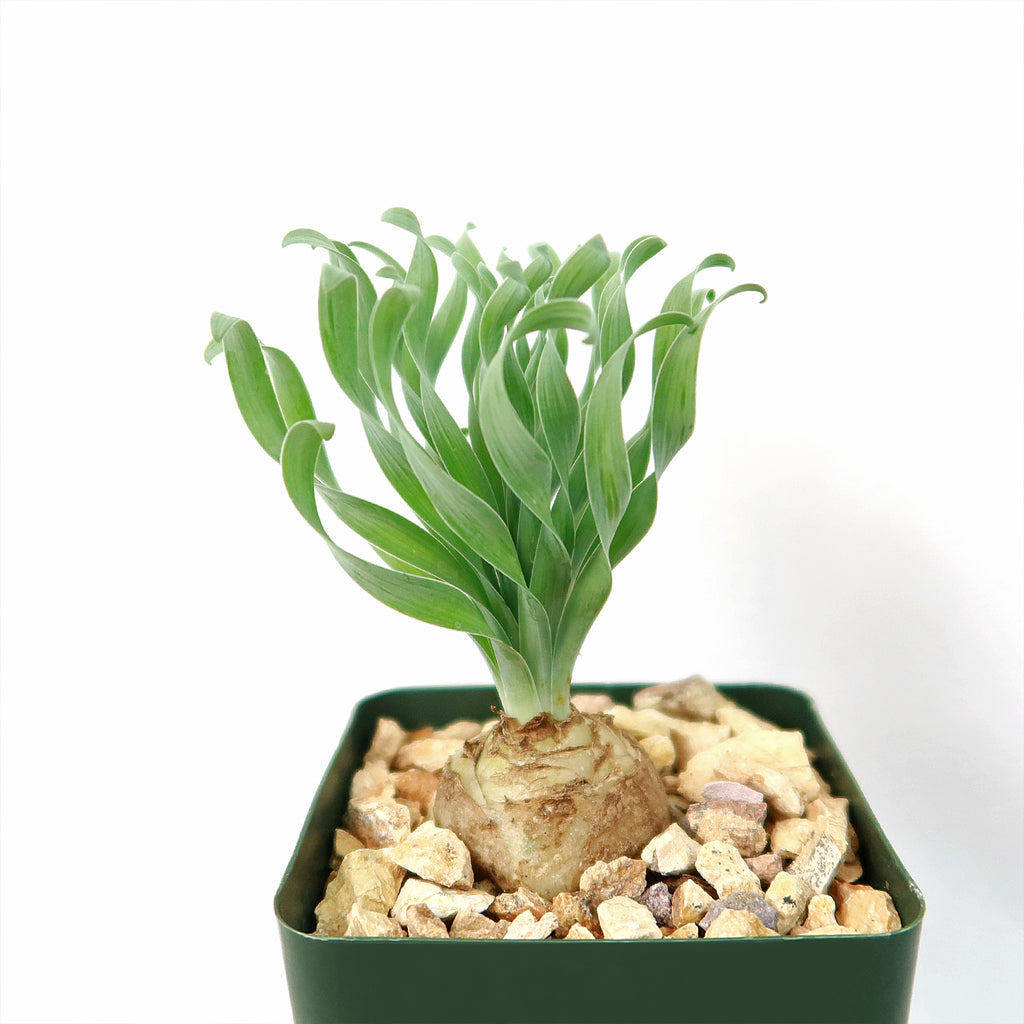 Albuca concordiana