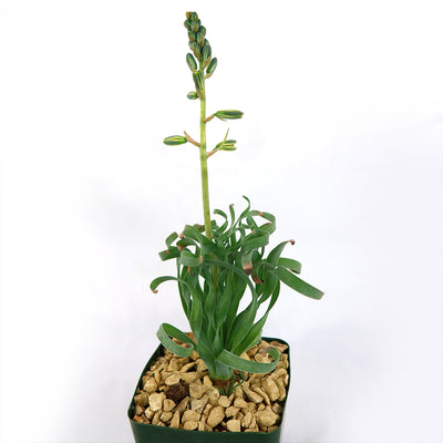 albuca concordiana spiral succulent Albuca concordiana