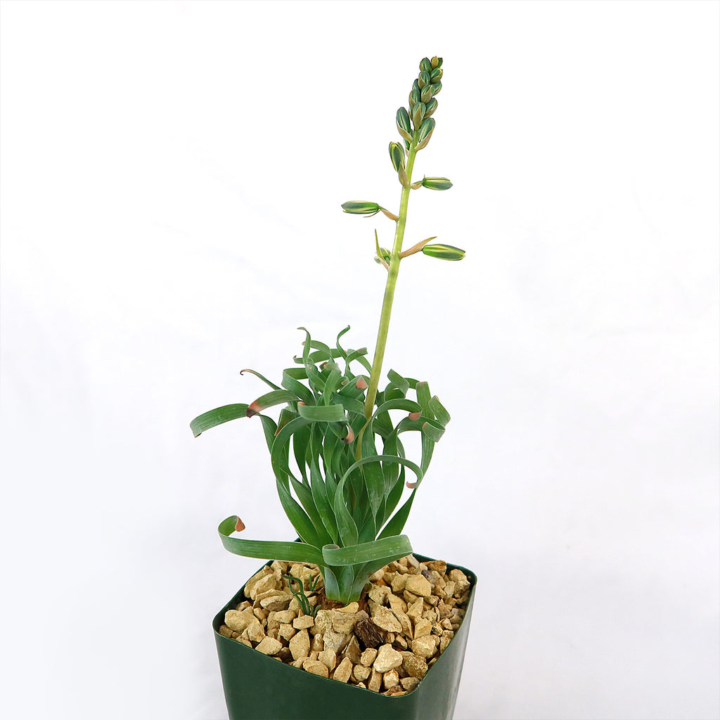 Albuca concordiana