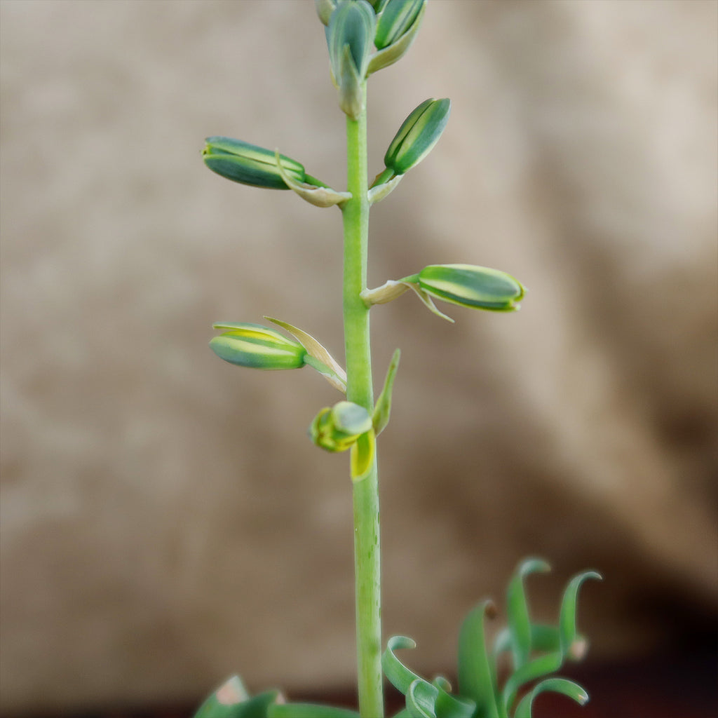 Albuca concordiana
