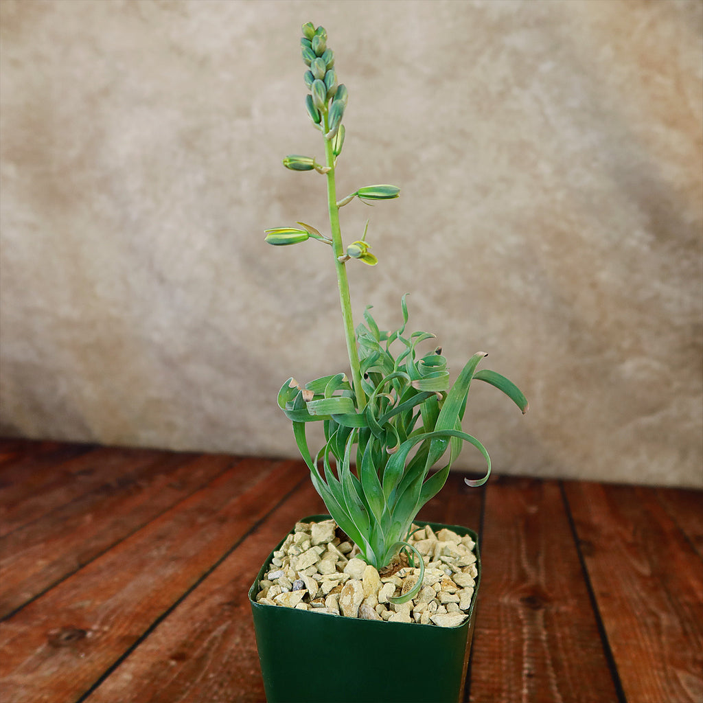 Albuca concordiana