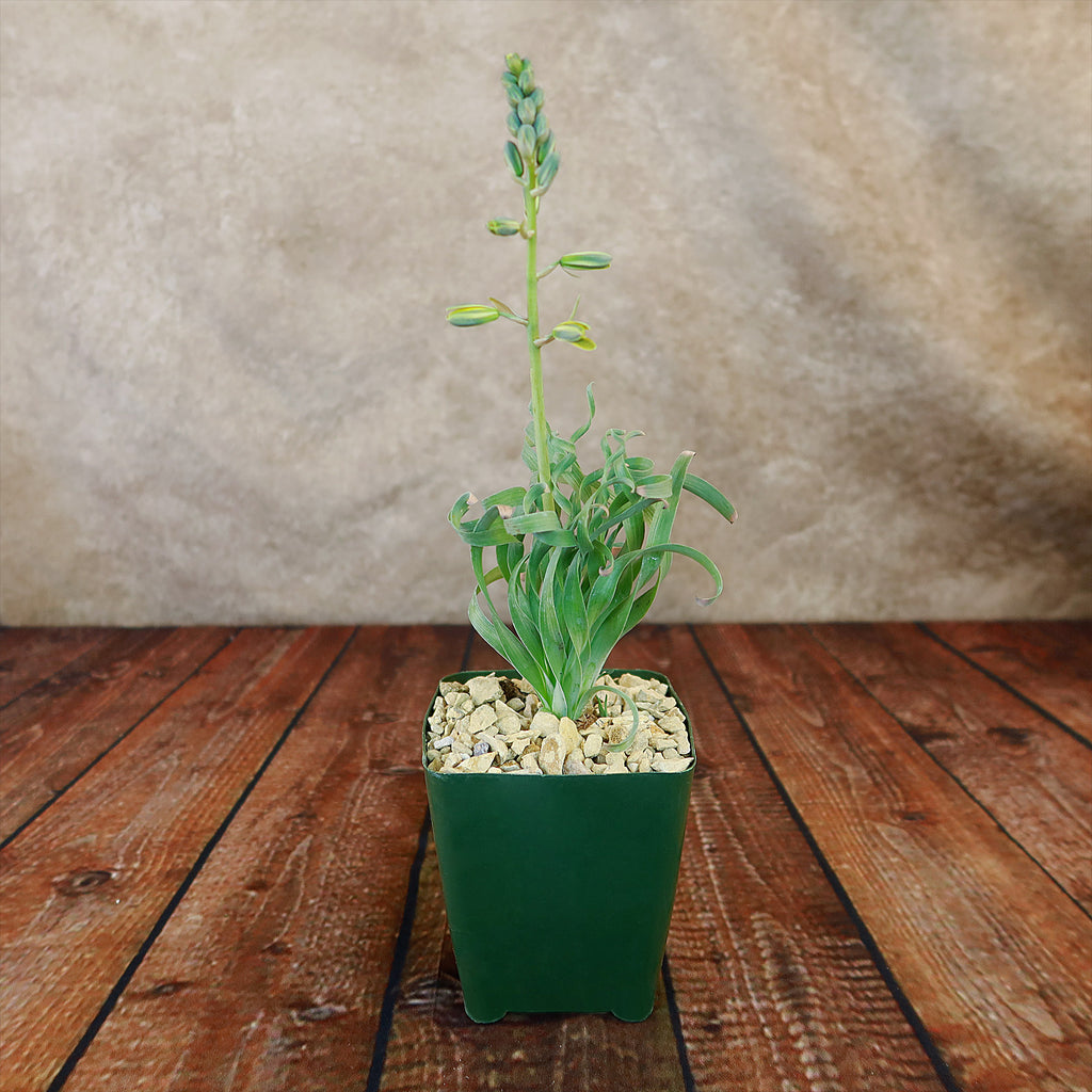 Albuca concordiana