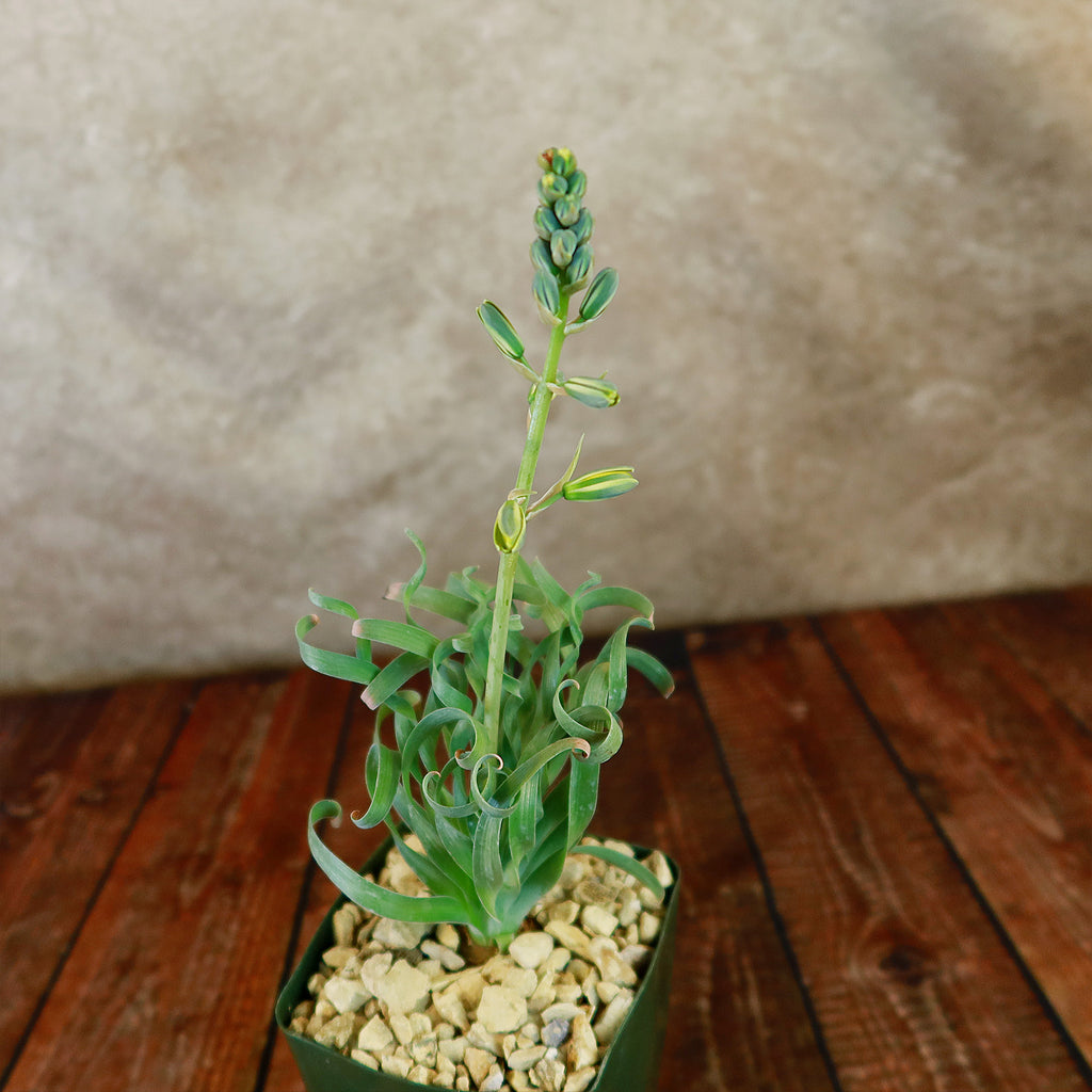Albuca concordiana