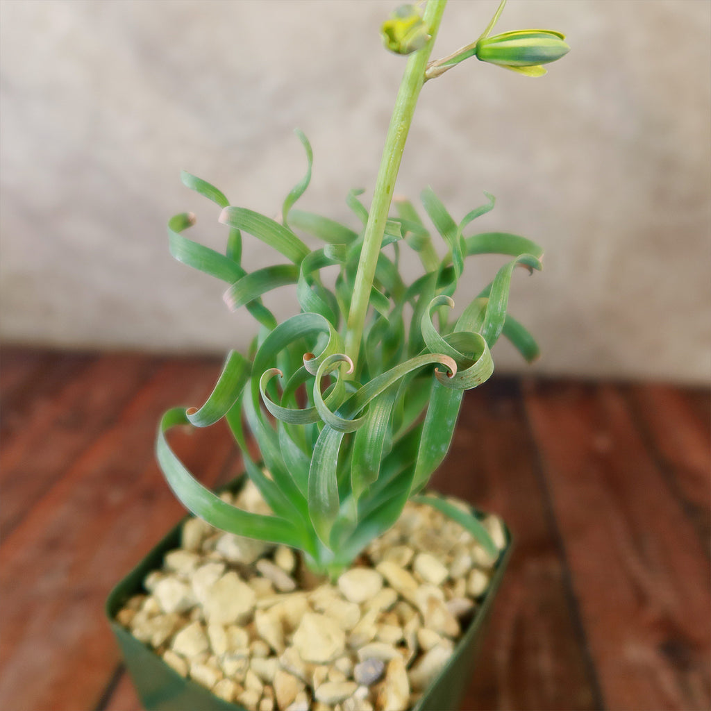 Albuca concordiana