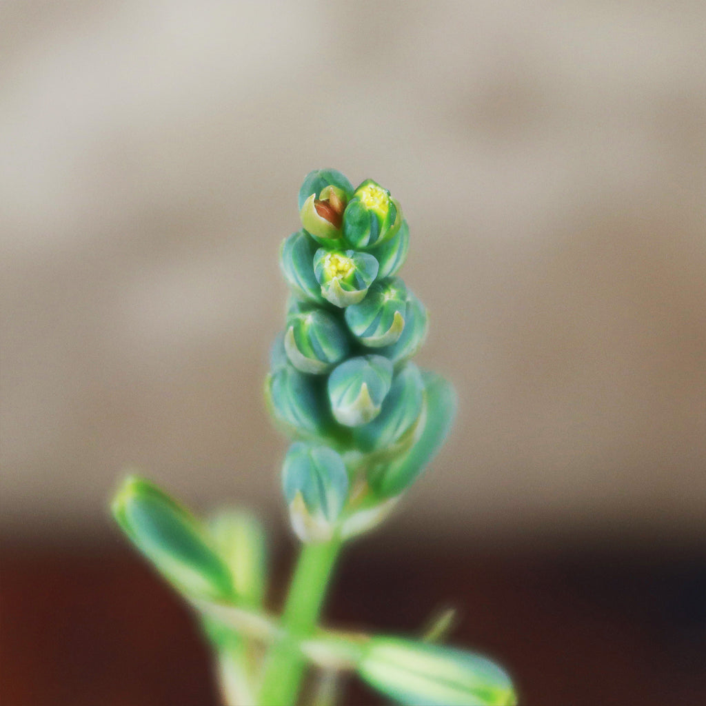 Albuca concordiana