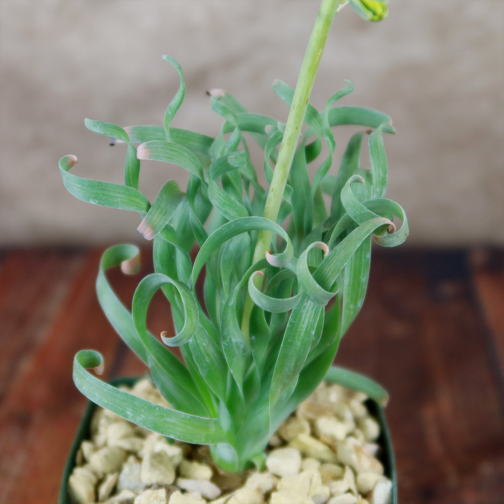 Albuca concordiana