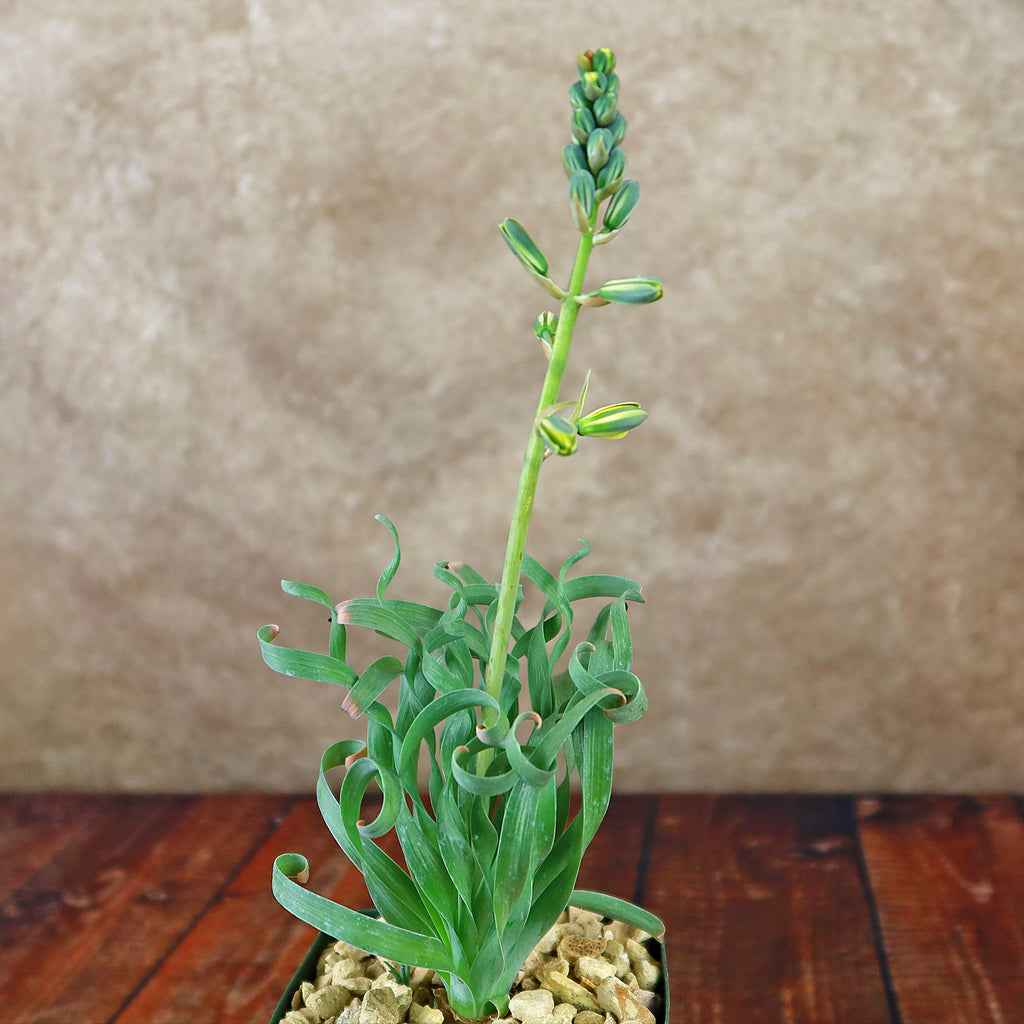 Albuca concordiana