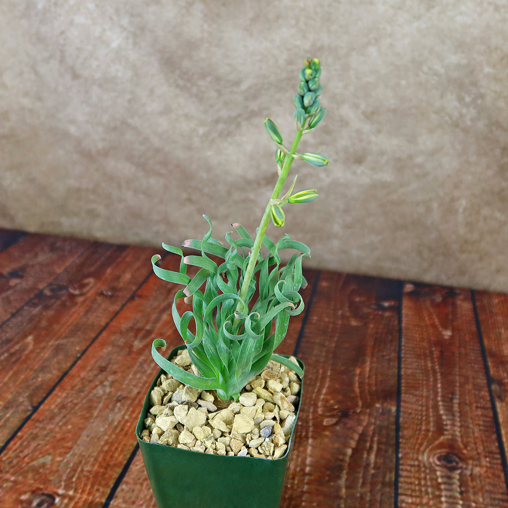 Albuca concordiana